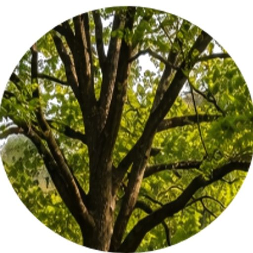 A Reasoned Christian Faith