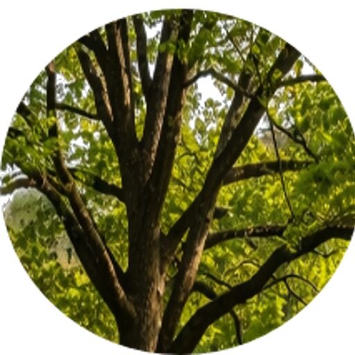 A Reasoned Christian Faith